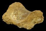 Fossil Theropod Caudal Vertebra - Kem Kem Beds #118161-3